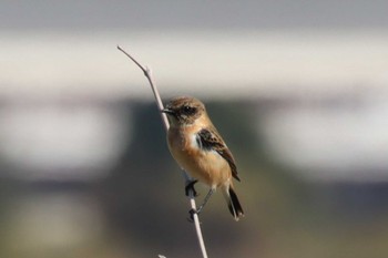 Amur Stonechat 淀川(中津エリア) Thu, 11/3/2022