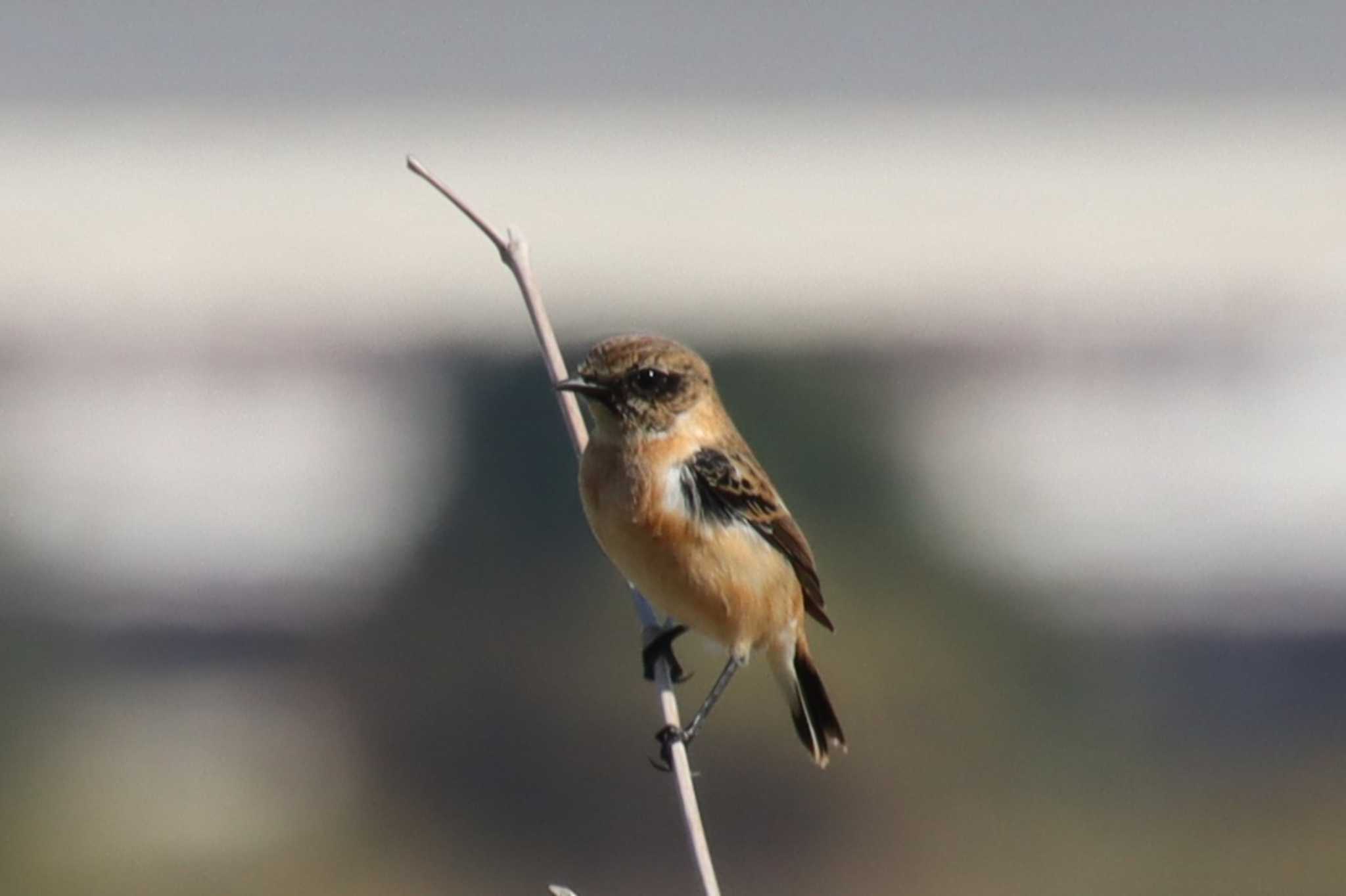 Amur Stonechat