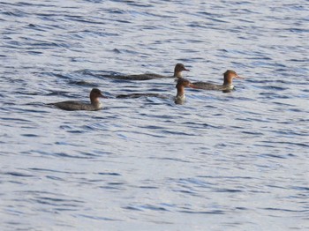 2022年11月4日(金) ウトナイ湖の野鳥観察記録