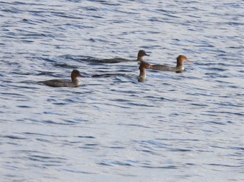 Common Merganser Lake Utonai Fri, 11/4/2022