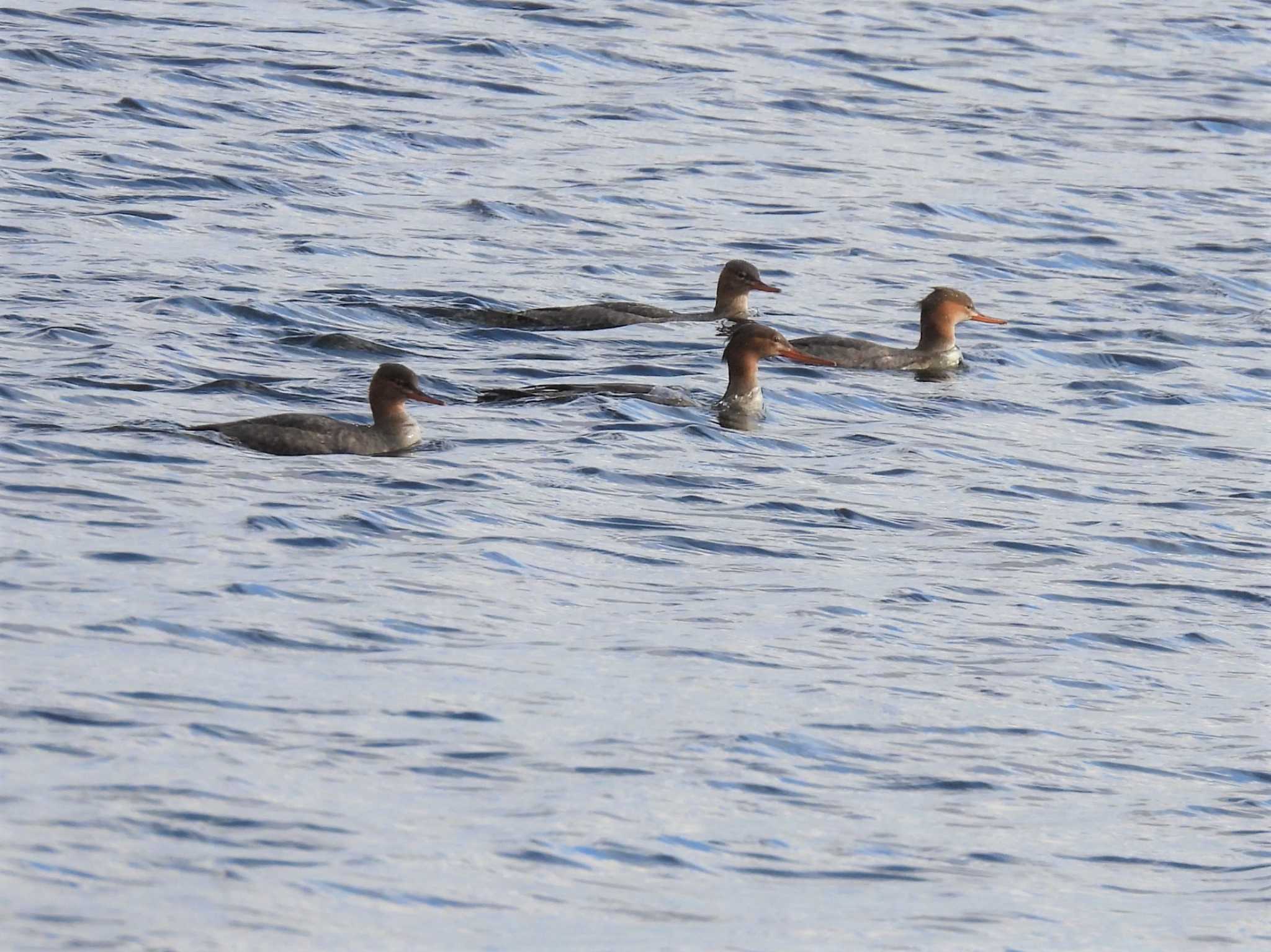 Common Merganser