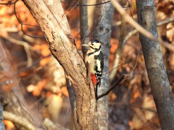 Great Spotted Woodpecker Lake Utonai Fri, 11/4/2022