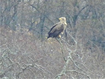 White-tailed Eagle Lake Utonai Fri, 11/4/2022