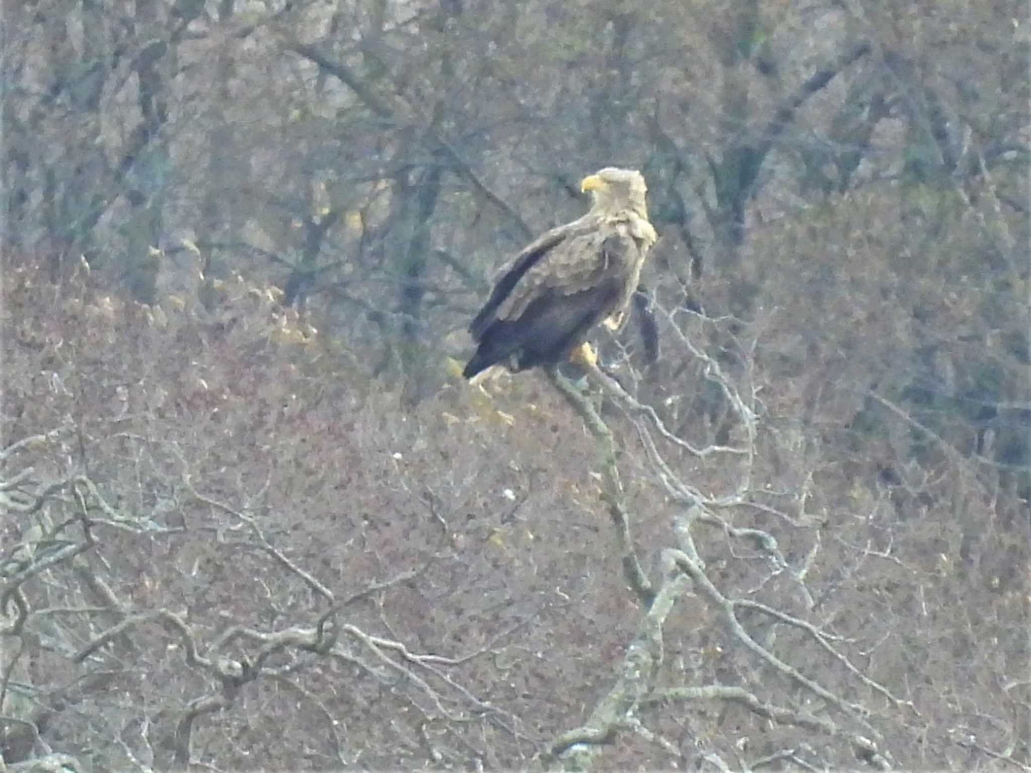 White-tailed Eagle