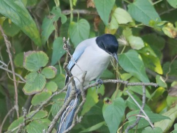 2022年10月29日(土) 葛西臨海公園の野鳥観察記録