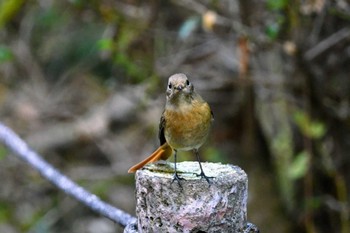 2022年11月5日(土) 井頭公園の野鳥観察記録