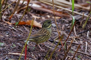 Masked Bunting 兵庫県宝塚市 Sat, 11/18/2017