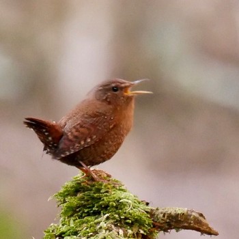 Eurasian Wren 熊本県阿蘇市 Tue, 2/20/2018