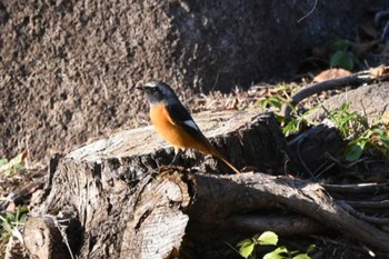 2022年10月30日(日) とちぎわんぱく公園の野鳥観察記録