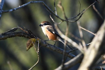 Bull-headed Shrike とちぎわんぱく公園 Sun, 10/30/2022