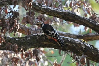Great Spotted Woodpecker とちぎわんぱく公園 Sun, 10/30/2022