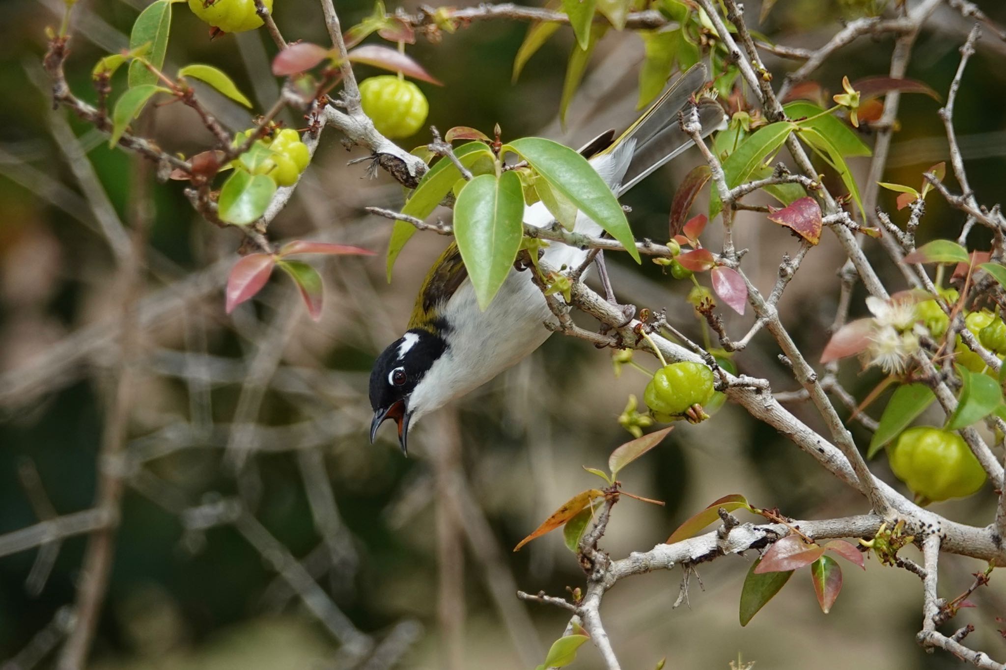 White-throated Honeyeater