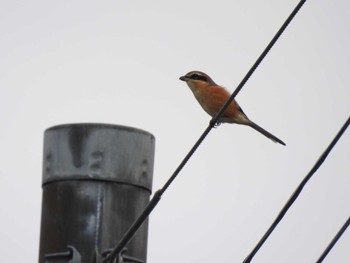 Bull-headed Shrike 大山公園(鶴岡市) Tue, 10/4/2022