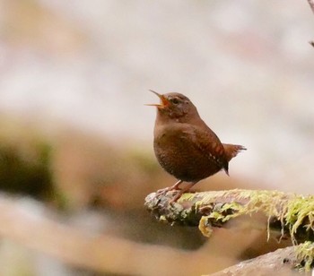 Eurasian Wren 熊本県阿蘇市 Tue, 2/20/2018