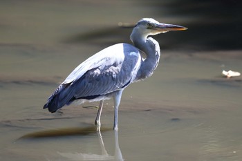 アオサギ 明石公園 2022年9月25日(日)