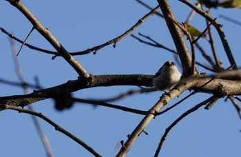 Long-tailed Tit 倉敷市藤戸寺 Sat, 11/5/2022