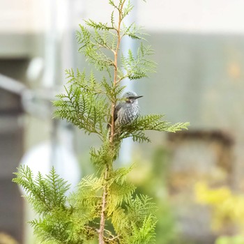 Brown-eared Bulbul 玉川学園 Sat, 11/5/2022