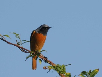 Thu, 11/3/2022 Birding report at 多々良沼