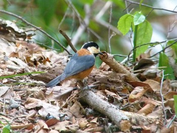 Varied Tit Mt. Takao Fri, 2/16/2018