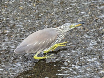 Chinese Pond Heron 神奈川県平塚市河内川 Sat, 11/5/2022