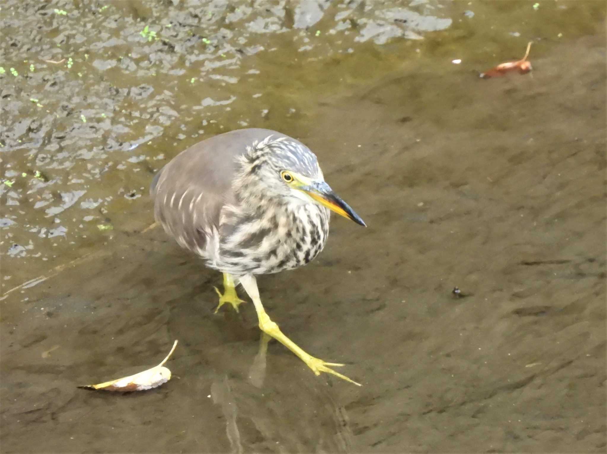 神奈川県平塚市河内川 アカガシラサギの写真 by モーさん