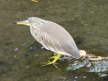 Chinese Pond Heron 神奈川県平塚市河内川 Sat, 11/5/2022