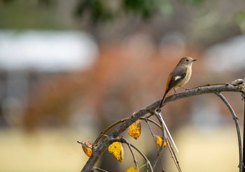 Sat, 11/5/2022 Birding report at 京都府立植物園