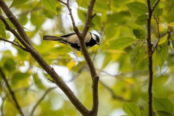 シジュウカラ 京都府立植物園 2022年11月5日(土)