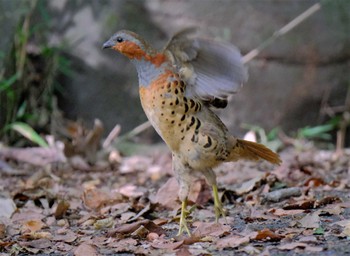 Chinese Bamboo Partridge 東京都立桜ヶ丘公園(聖蹟桜ヶ丘) Thu, 10/27/2022