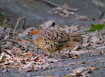 Chinese Bamboo Partridge 東京都立桜ヶ丘公園(聖蹟桜ヶ丘) Thu, 10/27/2022