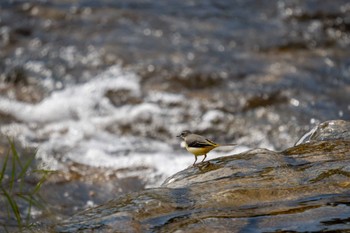 2022年11月5日(土) 京都鴨川の野鳥観察記録