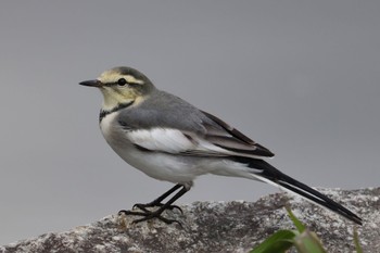 White Wagtail Shin-yokohama Park Sat, 11/5/2022