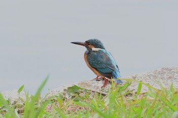 カワセミ 新横浜公園 2022年11月5日(土)