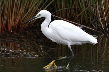 Little Egret Shin-yokohama Park Sat, 11/5/2022