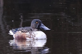 Northern Shoveler Shin-yokohama Park Sat, 11/5/2022