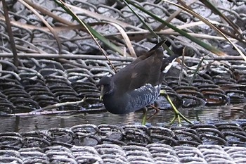 Common Moorhen Shin-yokohama Park Sat, 11/5/2022