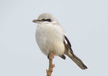 Great Grey Shrike Unknown Spots Sun, 1/21/2018