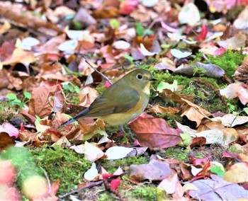 ルリビタキ ささやまの森公園(篠山の森公園) 2022年11月5日(土)