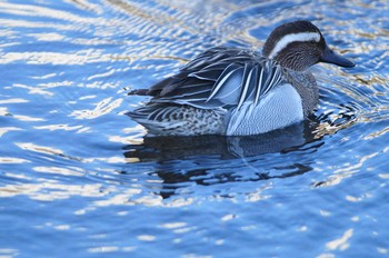 Garganey Nogawa Sun, 2/18/2018