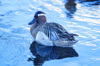 Garganey Nogawa Sun, 2/18/2018