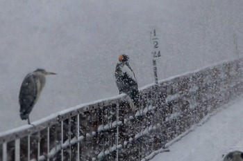 2017年12月3日(日) 沙流川河口の野鳥観察記録