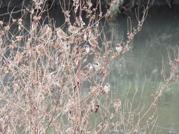 2022年11月5日(土) 埼玉県さいたま市の野鳥観察記録