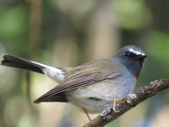 Rufous-gorgeted Flycatcher