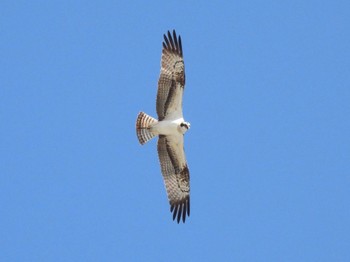 Osprey 広島県 Sat, 10/29/2022