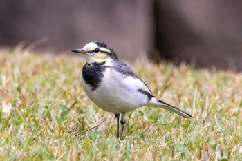 Wagtail 多摩市 Sat, 11/5/2022