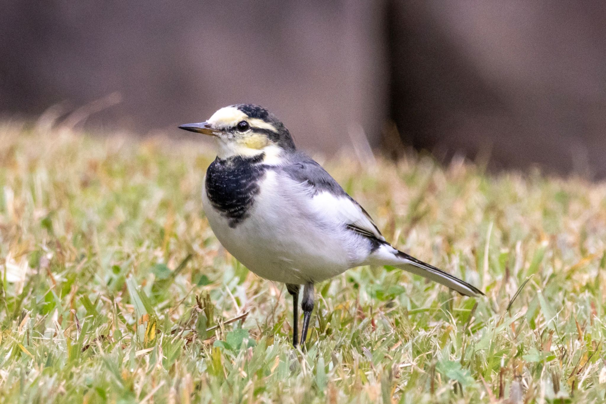 Photo of Wagtail at 多摩市 by 🐦Toshi🐧