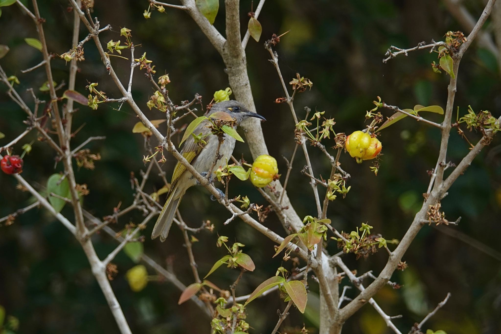 Brown Honeyeater