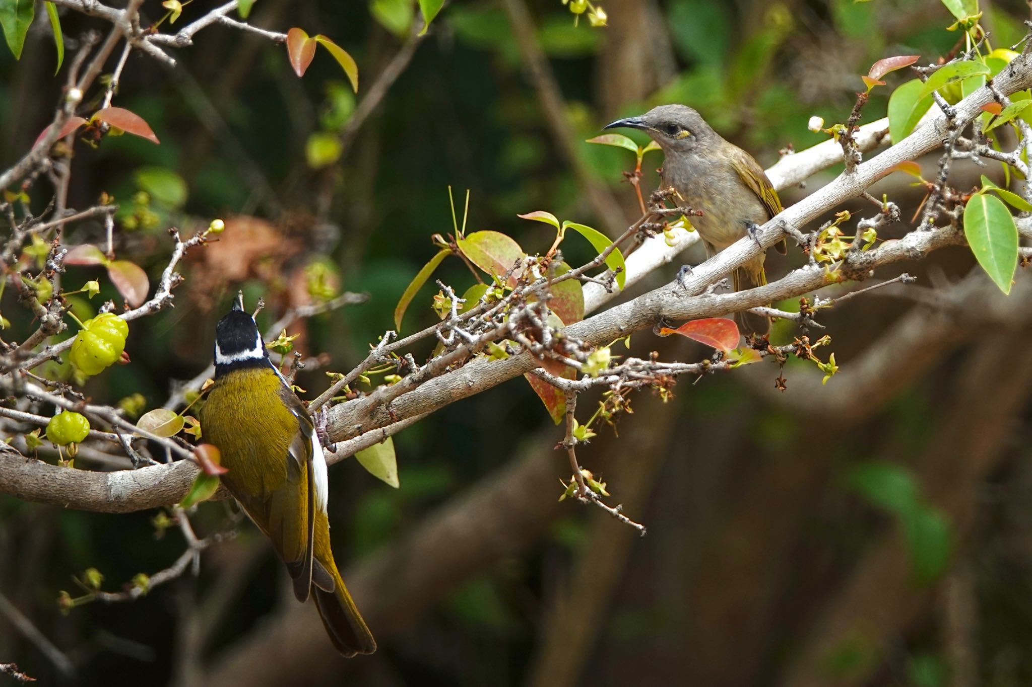 Brown Honeyeater