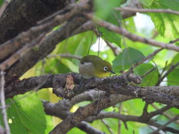 Warbling White-eye 川越水上公園 Sun, 10/30/2022