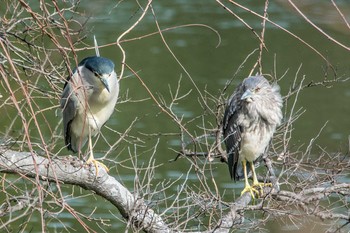 ゴイサギ 明石公園 2018年2月13日(火)